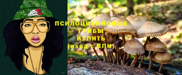 шишки Новодвинск